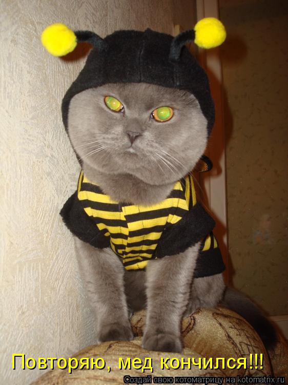 Котоматрица: Повторяю, мед кончился!!!