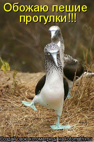 Котоматрица: Обожаю пешие прогулки!!!
