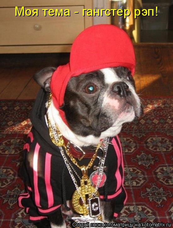 Котоматрица: Моя тема - гангстер рэп!
