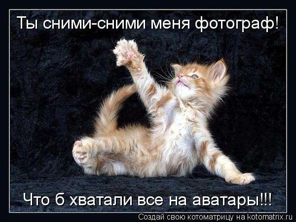 Котоматрица: Ты сними-сними меня фотограф! Что б хватали все на аватары!!!