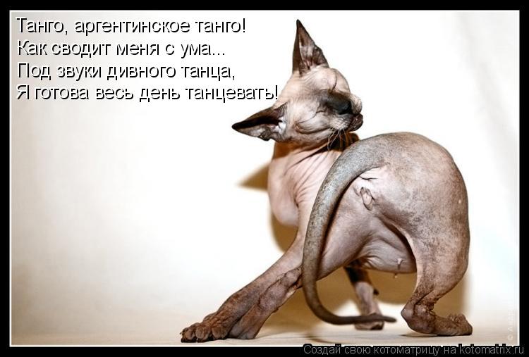 Танго, аргентинское танго! Как сводит меня с ума... Под звуки дивного танца, Я готова весь день танце... Котоматрица: Танго, аргентинское танго! Как сводит меня с ума... Под звуки дивного танца, Я готова весь день танцевать!