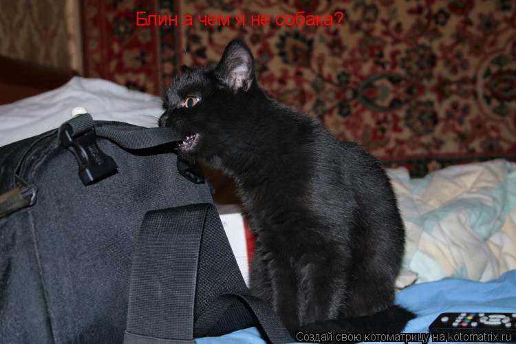 Котоматрица: Блин а чем я не собака?