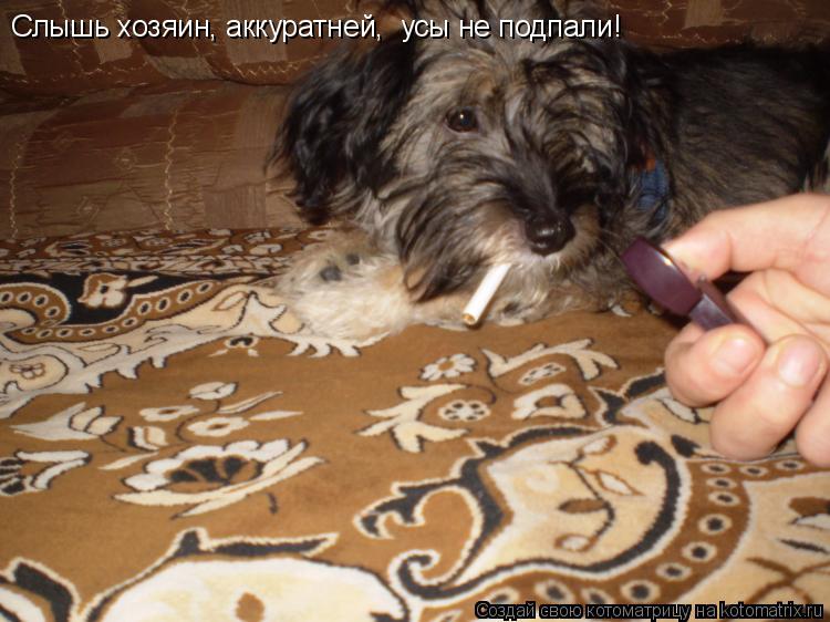 Котоматрица: Слышь хозяин, аккуратней,  усы не подпали!