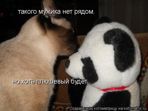 Котоматрица: такого мужика нет рядом.  но хоть плюшевый будет..