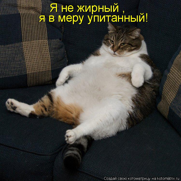 Котоматрица: Я не жирный , я в меру упитанный!