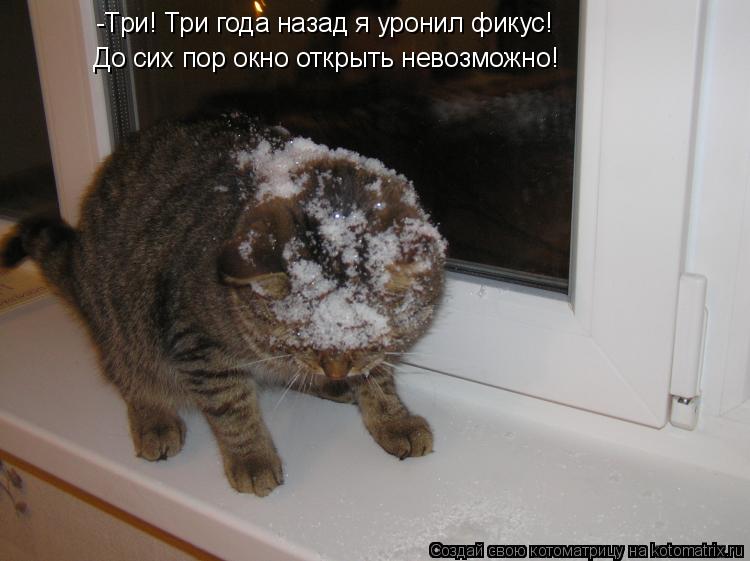 Котоматрица: -Три! Три года назад я уронил фикус! До сих пор окно открыть невозможно!