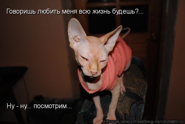 Котоматрица: Говоришь любить меня всю жизнь будешь?... Ну - ну... посмотрим...