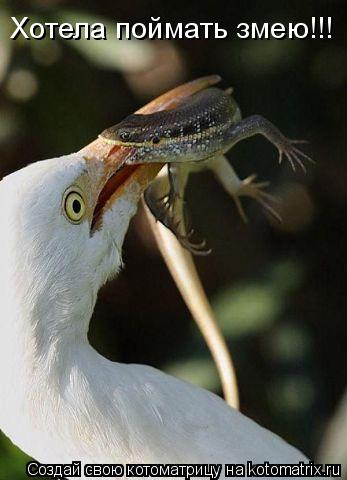 Котоматрица: Хотела поймать змею!!!