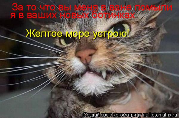 Котоматрица: За то что вы меня в ване помыли я в ваших новых ботинках Желтое море устрою!