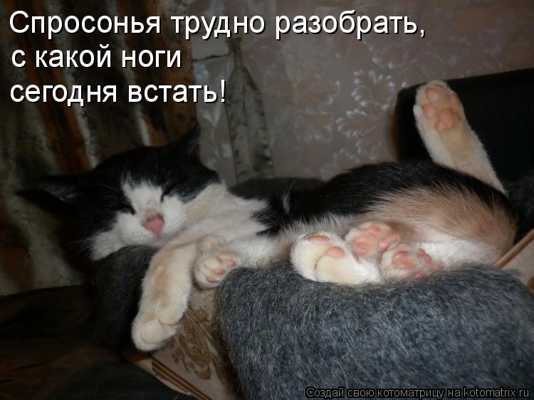 Спросонья трудно разобрать, с какой ноги сегодня встать!... Котоматрица: Спросонья трудно разобрать, с какой ноги сегодня встать!