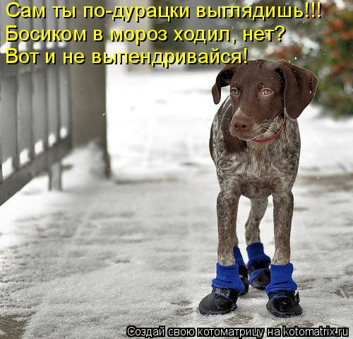 Котоматрица: Вот и не выпендривайся! Босиком в мороз ходил, нет? Сам ты по-дурацки выглядишь!!!
