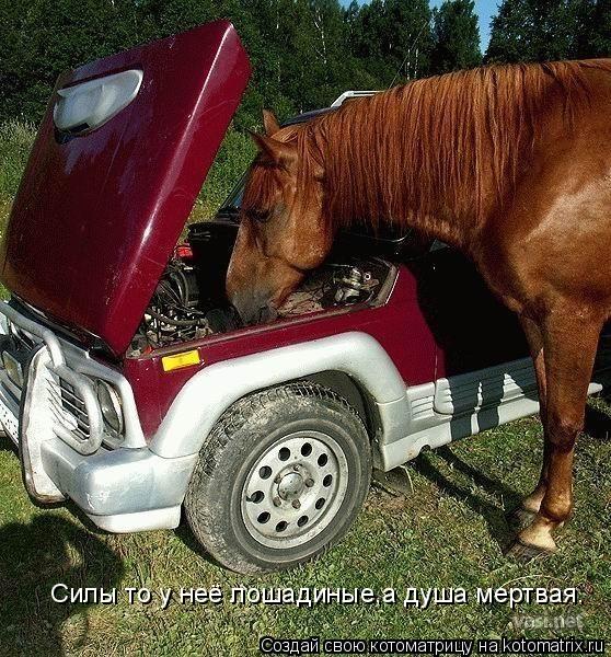 Котоматрица: Силы то у неё лошадиные,а душа мертвая.