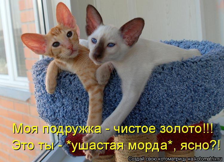 Котоматрица: Моя подружка - чистое золото!!! Это ты - *ушастая морда*, ясно?!