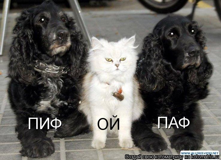 Котоматрица: ПИФ ПАФ ОЙ