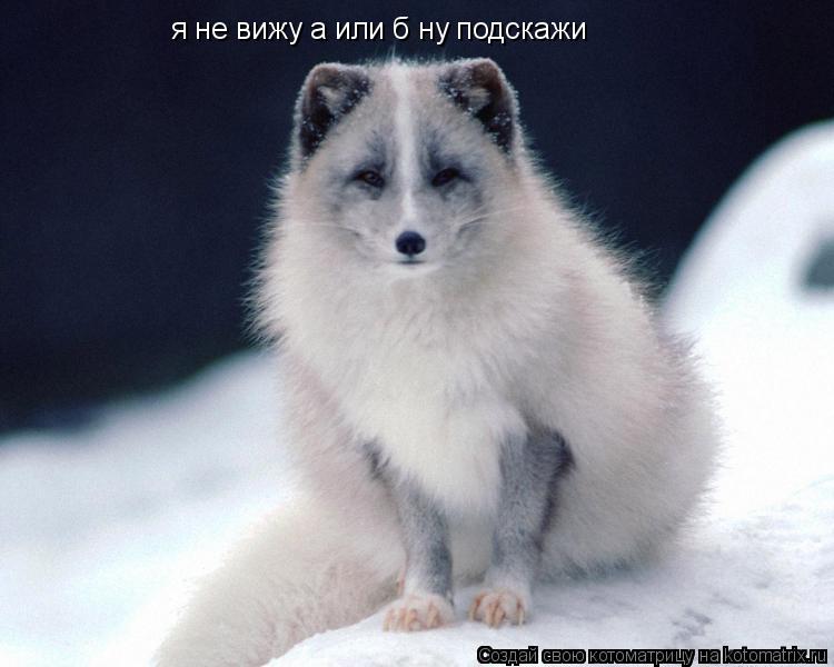 я не вижу а или б ну подскажи... Котоматрица: я не вижу а или б ну подскажи