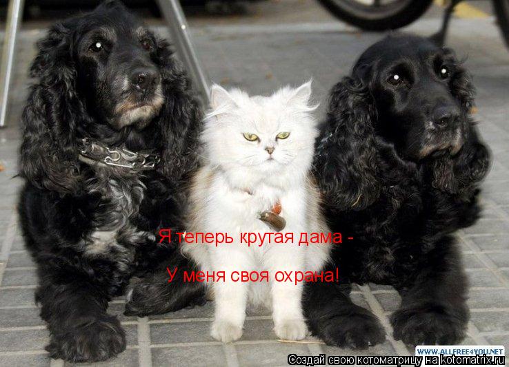 Я теперь крутая дама - У меня своя охрана!... Котоматрица: Я теперь крутая дама - У меня своя охрана!