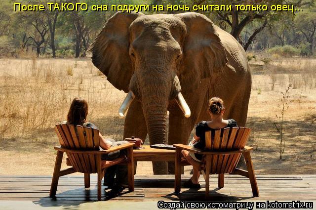 После ТАКОГО сна подруги на ночь считали только овец...... Котоматрица: После ТАКОГО сна подруги на ночь считали только овец...