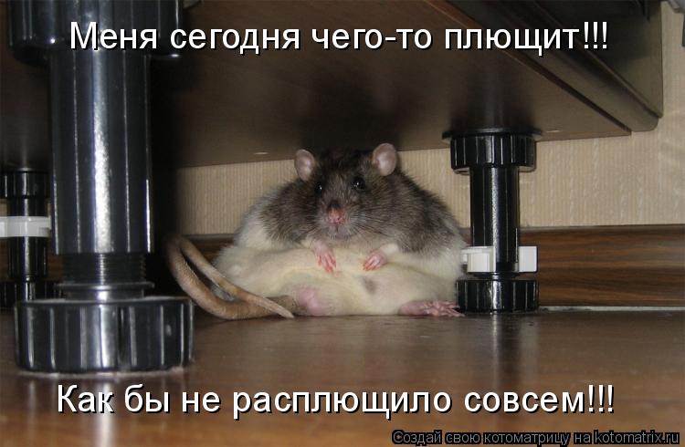 Меня сегодня чего-то плющит!!! Как бы не расплющило совсем!!!... Котоматрица: Меня сегодня чего-то плющит!!! Как бы не расплющило совсем!!!