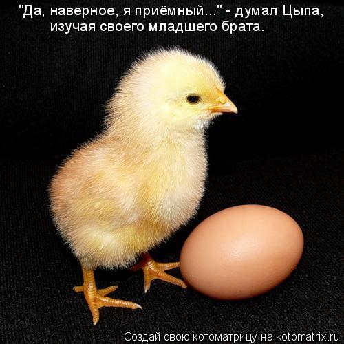 "Да, наверное, я приёмный..." - думал Цыпа, изучая своего младшего брата.... Котоматрица: "Да, наверное, я приёмный..." - думал Цыпа, изучая своего младшего брата.