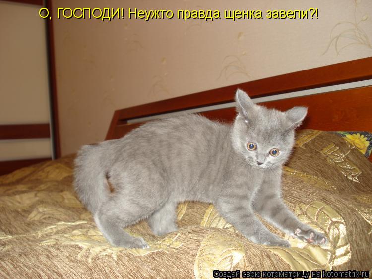 О, ГОСПОДИ! Неужто правда щенка завели?!... Котоматрица: О, ГОСПОДИ! Неужто правда щенка завели?!