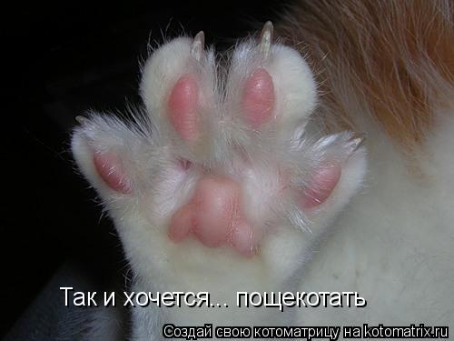 Так и хочется... пощекотать... Котоматрица: Так и хочется... пощекотать