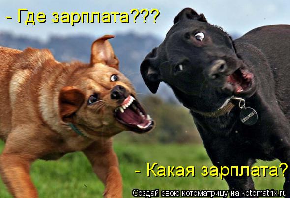 - Где зарплата??? - Какая зарплата?... Котоматрица: - Где зарплата??? - Какая зарплата?