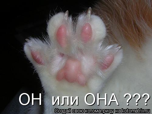 ОН или ОНА ???... Котоматрица: ОН или ОНА ???