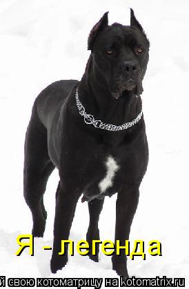 Я - легенда... Котоматрица: Я - легенда