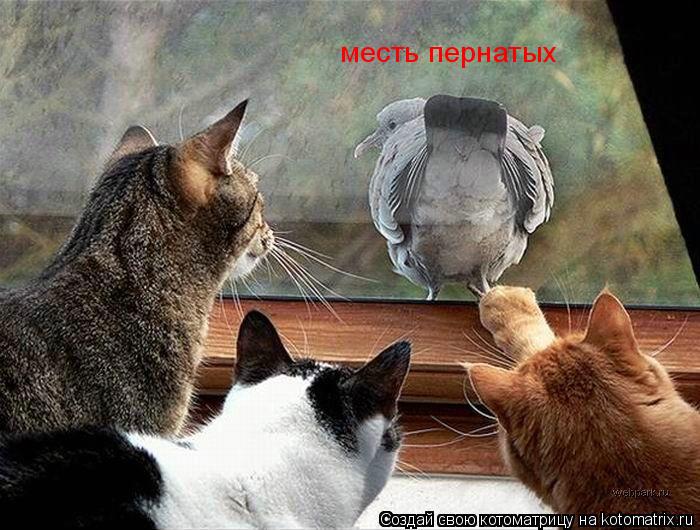 месть пернатых... Котоматрица: месть пернатых