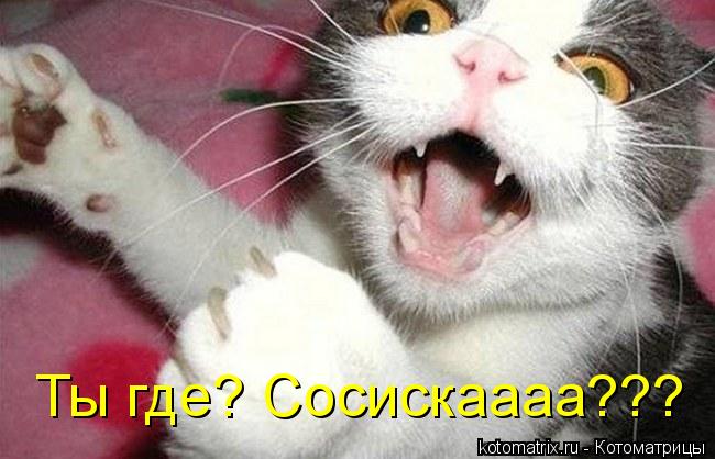Котоматрица: Ты где? Сосискаааа???