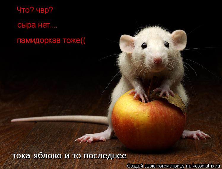 Котоматрица: Что? чвр?  сыра нет....  памидоркав тоже(( тока яблоко и то последнее