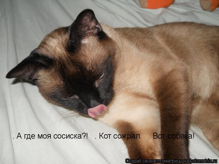 Котоматрица: — А где моя сосиска?!   — Кот сожрал.   — Вот собака!