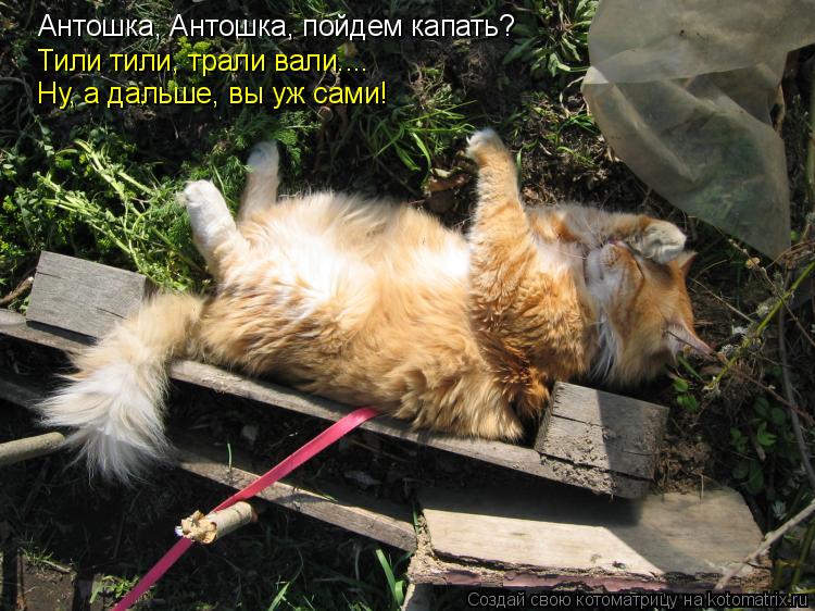 Котоматрица: Антошка, Антошка, пойдем капать? Тили тили, трали вали.... Ну, а дальше, вы уж сами!