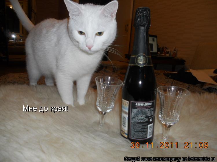Котоматрица: Мне до края!