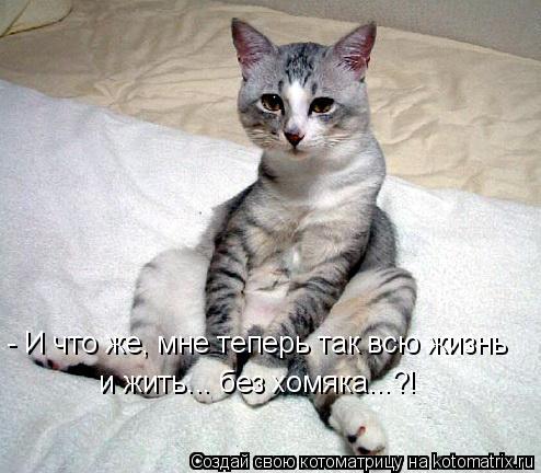 - И что же, мне теперь так всю жизнь и жить... без хомяка...?!... Котоматрица: - И что же, мне теперь так всю жизнь и жить... без хомяка...?!