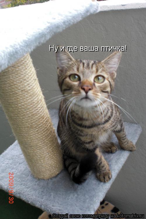 Котоматрица: Ну и где ваша птичка!