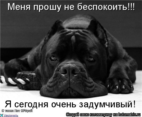 Котоматрица: Меня прошу не беспокоить!!! Я сегодня очень задумчивый!