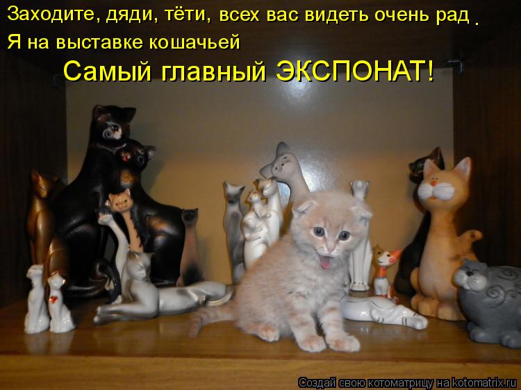 Котоматрица: Заходите, дяди, тёти, всех вас видеть очень рад . Я на выставке кошачьей Самый главный ЭКСПОНАТ!