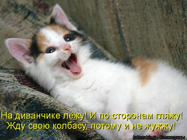 Котоматрица: Жду свою колбасу, потому и не жужжу! На диванчике лежу! И по сторонам гляжу!