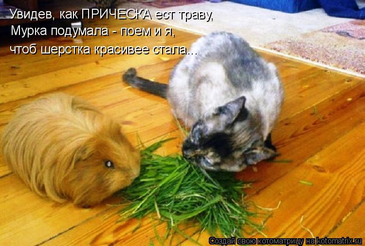 Увидев, как ПРИЧЕСКА ест траву, Мурка подумала - поем и я, чтоб шерстка красивее стала...... Котоматрица: Увидев, как ПРИЧЕСКА ест траву, Мурка подумала - поем и я, чтоб шерстка красивее стала...