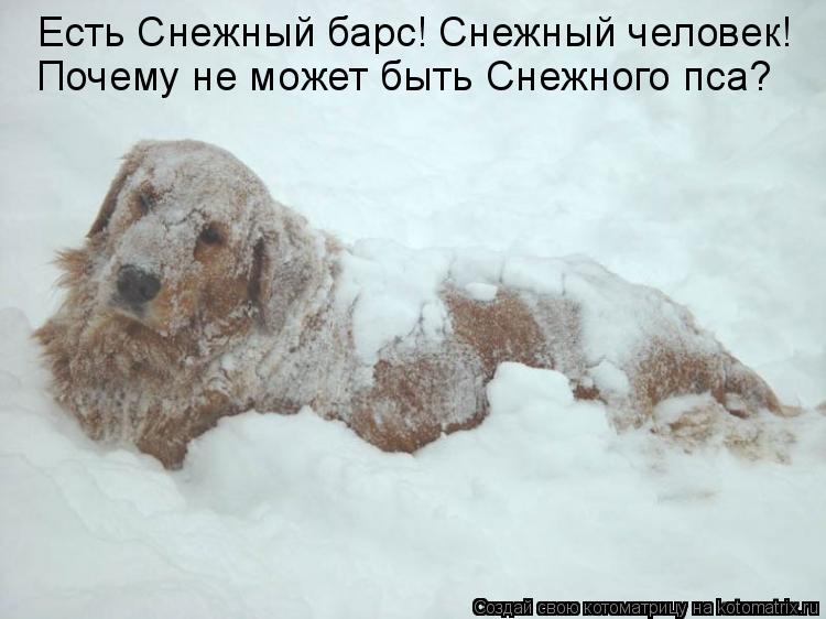 Есть Снежный барс! Снежный человек! Почему не может быть Снежного пса?... Котоматрица: Есть Снежный барс! Снежный человек! Почему не может быть Снежного пса?