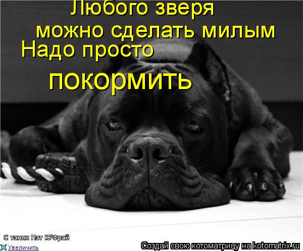 Любого зверя можно сделать милым Надо просто покормить... Котоматрица: Любого зверя можно сделать милым Надо просто покормить