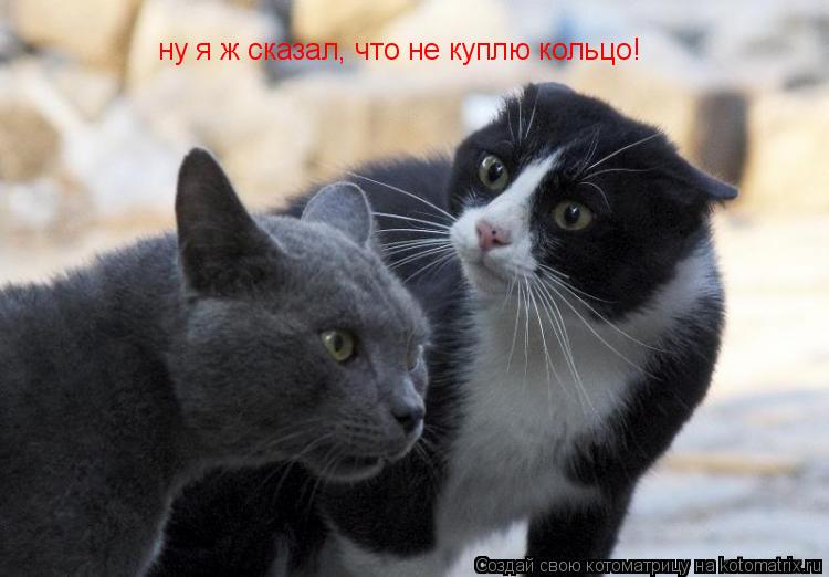 ну я ж сказал, что не куплю кольцо!... Котоматрица: ну я ж сказал, что не куплю кольцо!