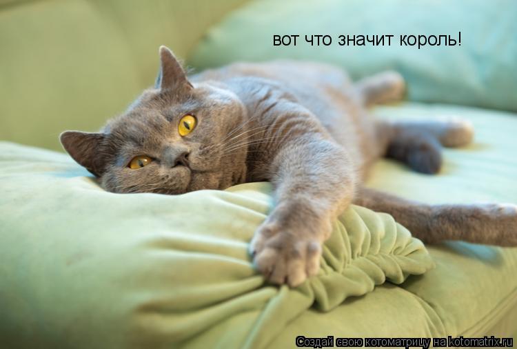вот что значит король!... Котоматрица: вот что значит король!