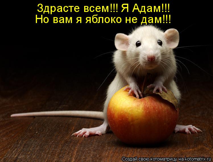 Здрасте всем!!! Я Адам!!! Но вам я яблоко не дам!!!... Котоматрица: Здрасте всем!!! Я Адам!!! Но вам я яблоко не дам!!!