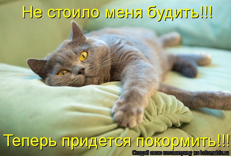 Не стоило меня будить!!! Теперь придется покормить!!!... Котоматрица: Не стоило меня будить!!! Теперь придется покормить!!!