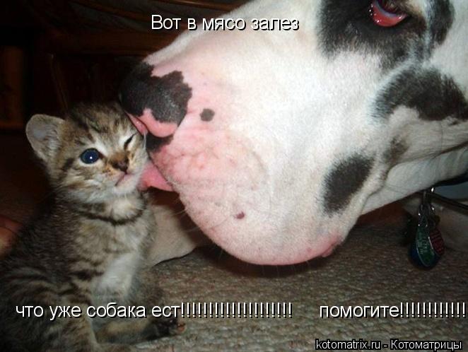 Вот в мясо залез Вот в мясо залез что уже собака ест!!!!!!!!!!!!!!!!!!!! помогите!!!!!!!!!!!!!... Котоматрица: Вот в мясо залез Вот в мясо залез что уже собака ест!!!!!!!!!!!!!!!!!!!! помогите!!!!!!!!!!!!!