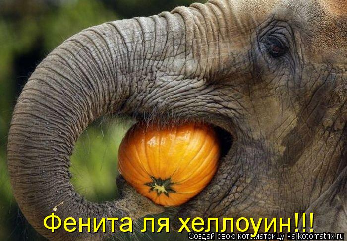 Фенита ля хеллоуин!!!... Котоматрица: Фенита ля хеллоуин!!!