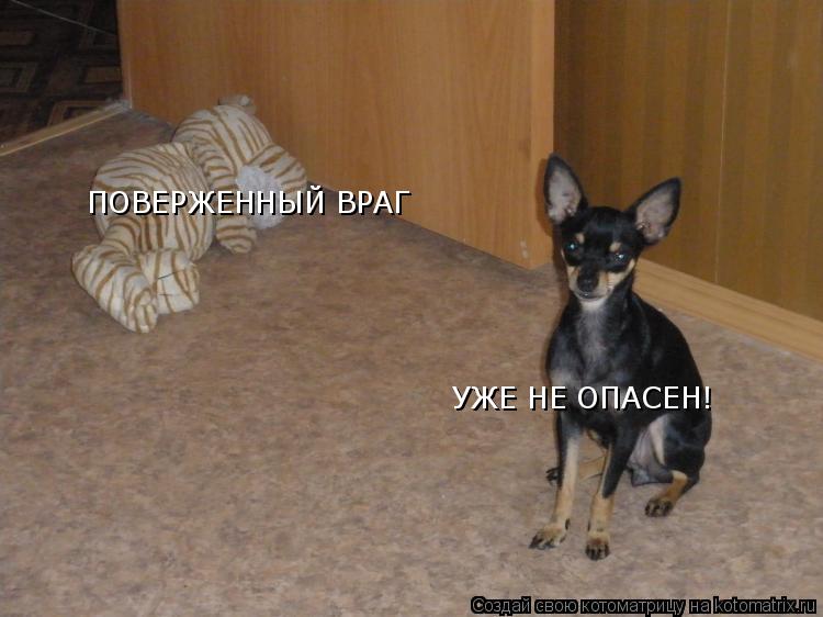 Котоматрица: ПОВЕРЖЕННЫЙ ВРАГ УЖЕ НЕ ОПАСЕН!