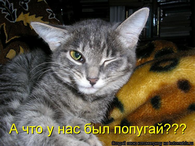 Котоматрица: А что у нас был попугай???